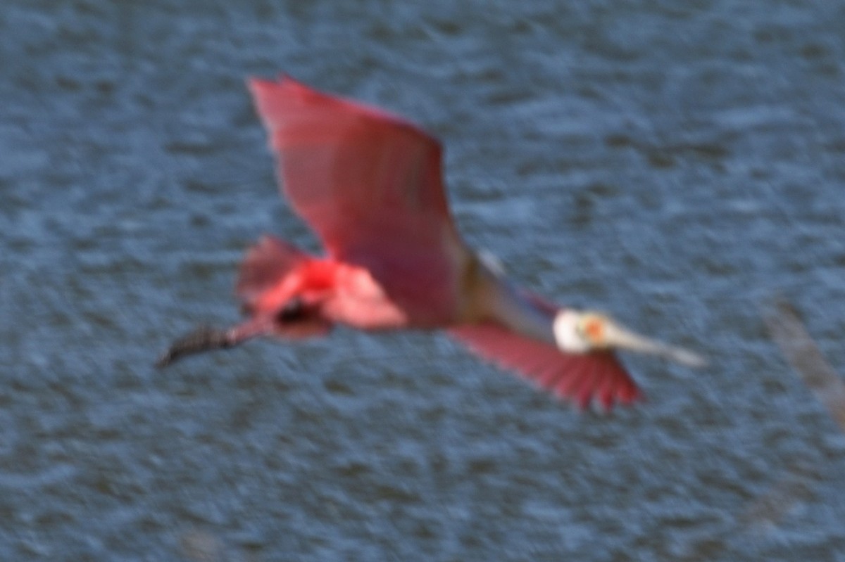 Roseate Spoonbill - John Doty