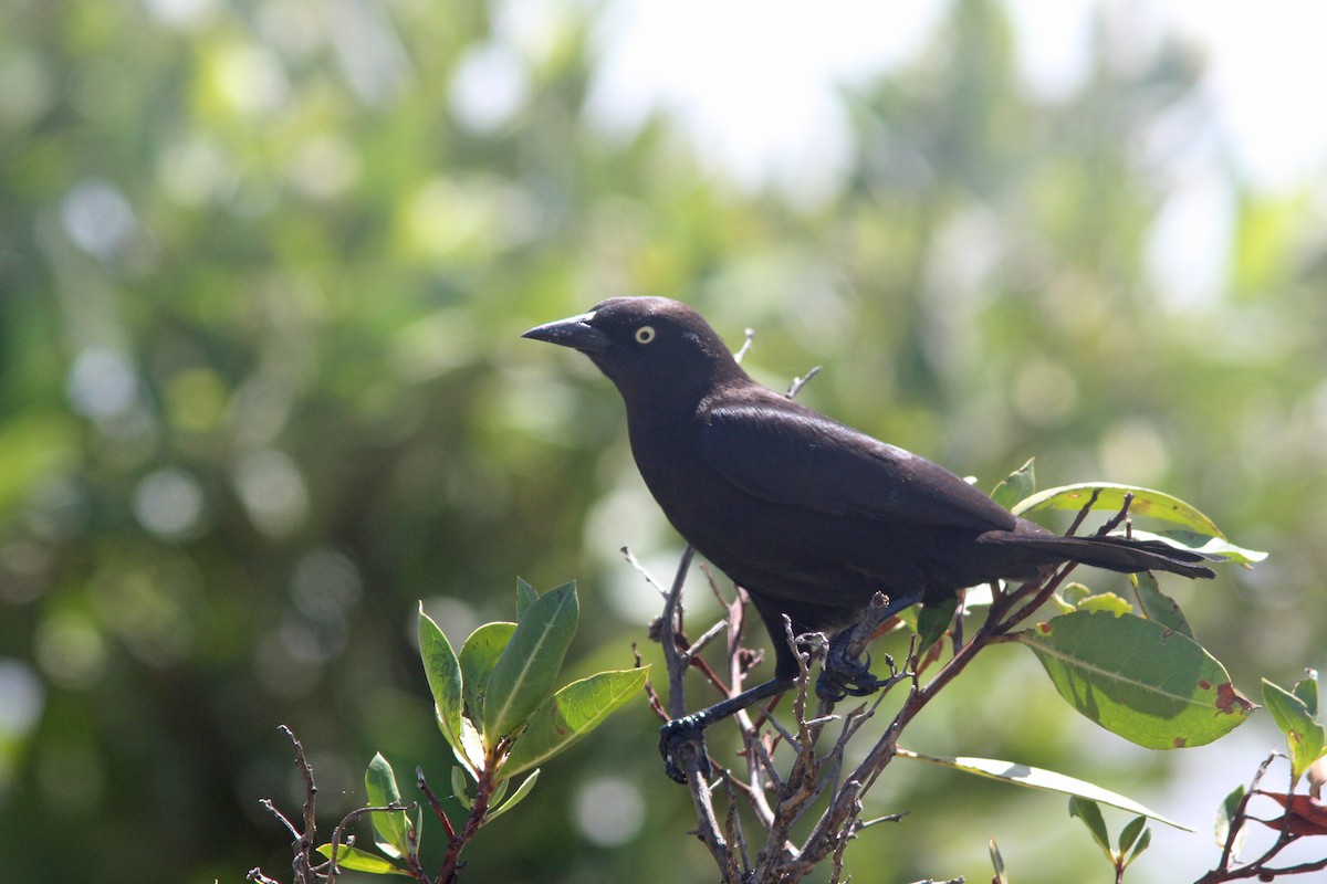 Carib Grackle - Larry Therrien