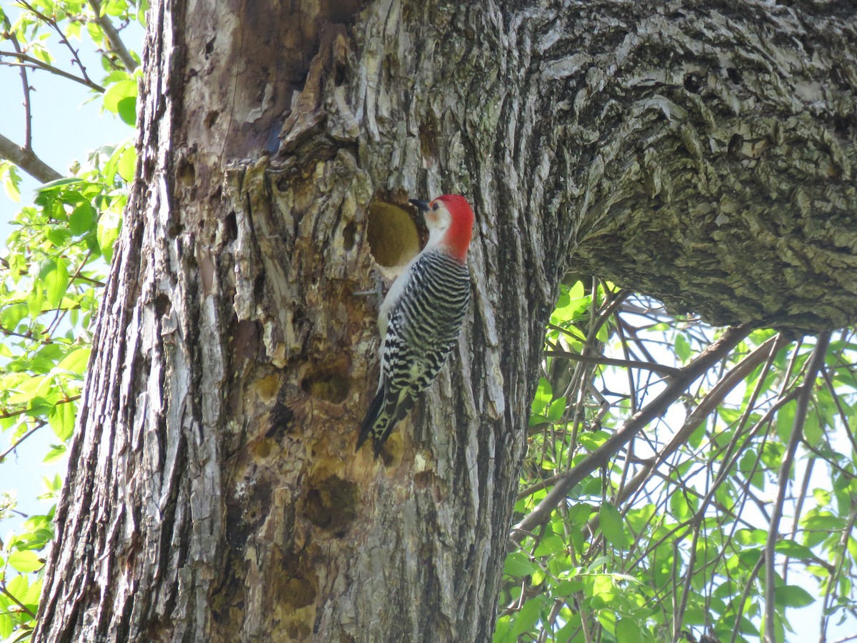 Red-bellied Woodpecker - George Brode