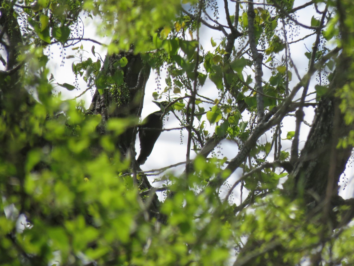 Pileated Woodpecker - ML146396941