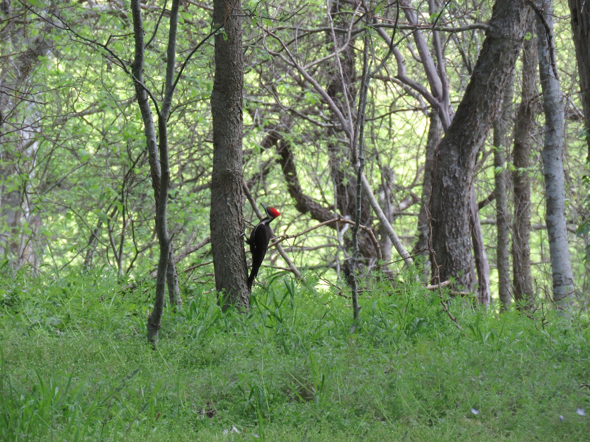 Pileated Woodpecker - ML146397081