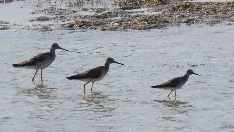 Lesser Yellowlegs - ML146398091