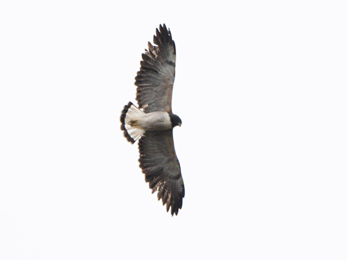 White-tailed Hawk - ML146398141