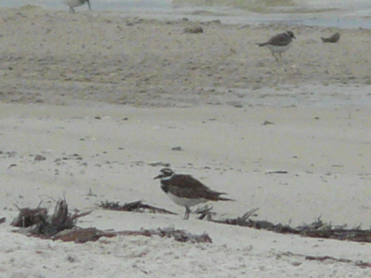 Killdeer - ML146400421