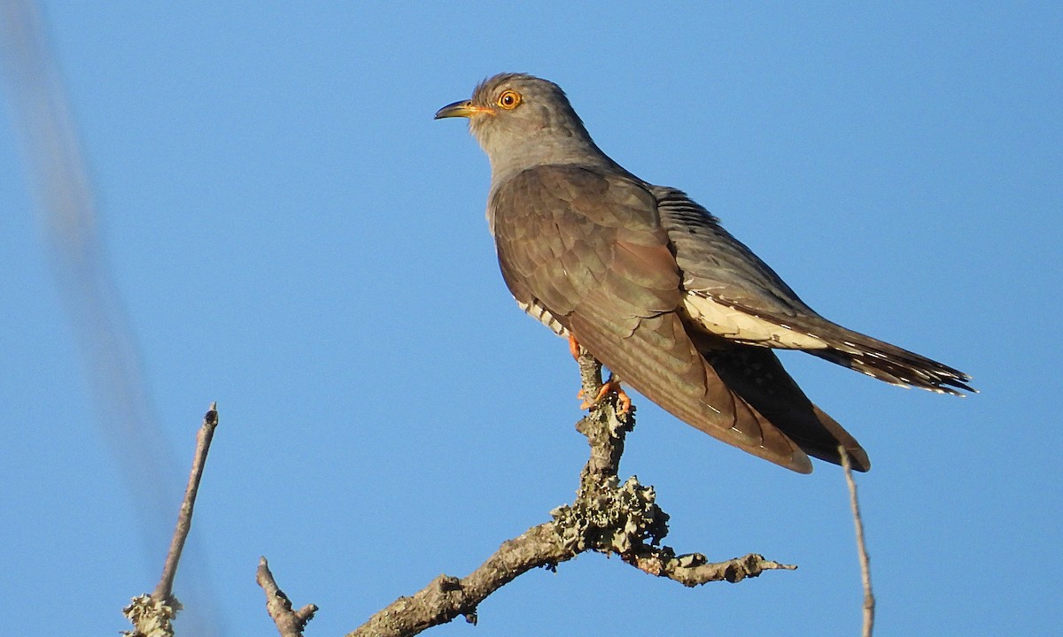 Common Cuckoo - Rui Jorge