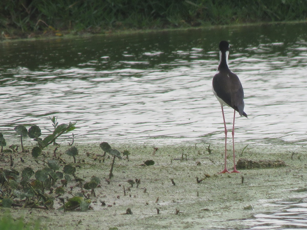 Black-necked Stilt - ML146401031