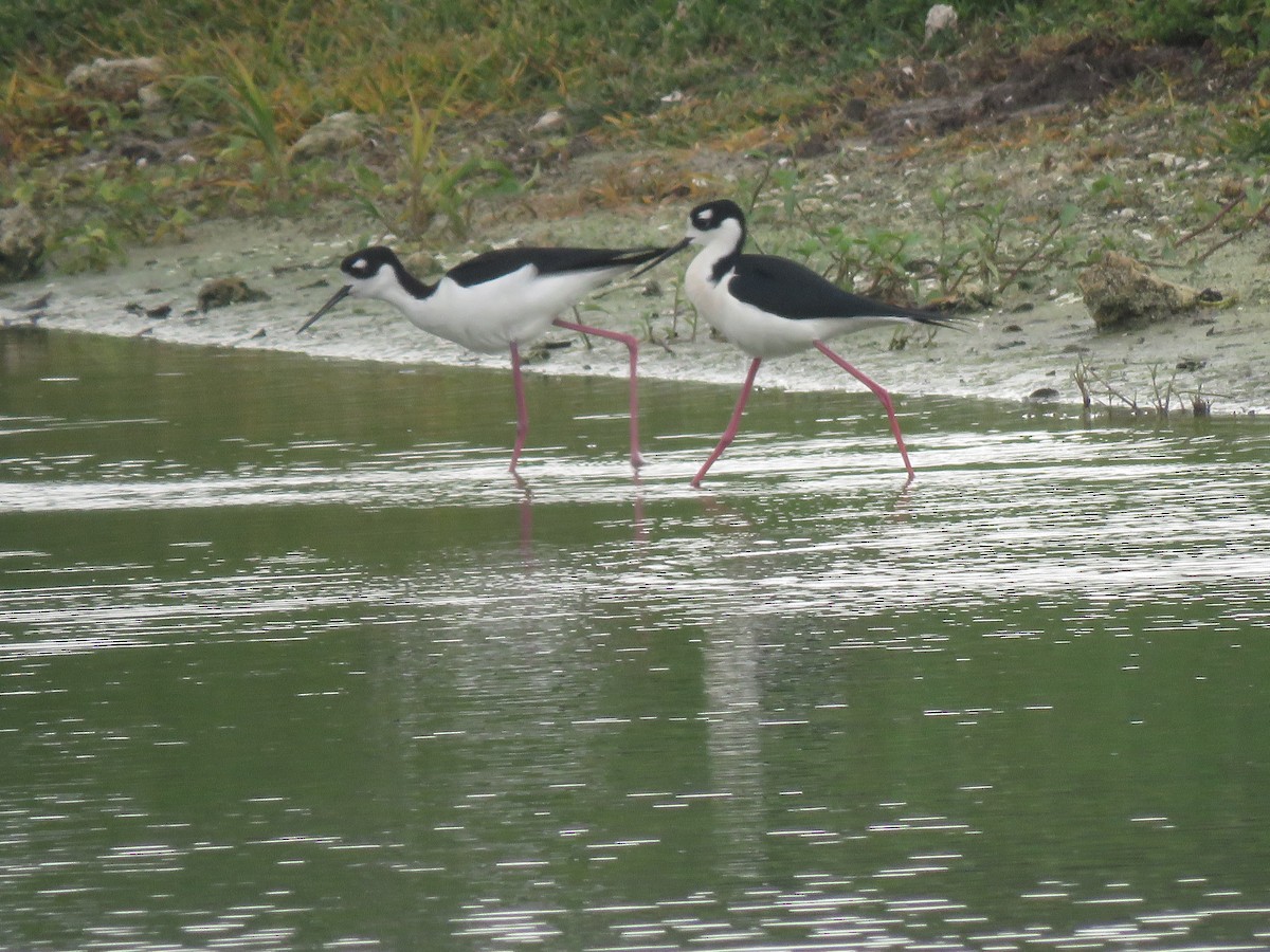 Black-necked Stilt - ML146401041