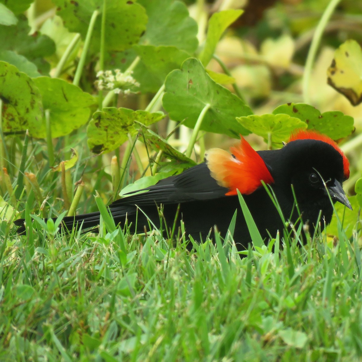 Red-winged Blackbird - ML146401111