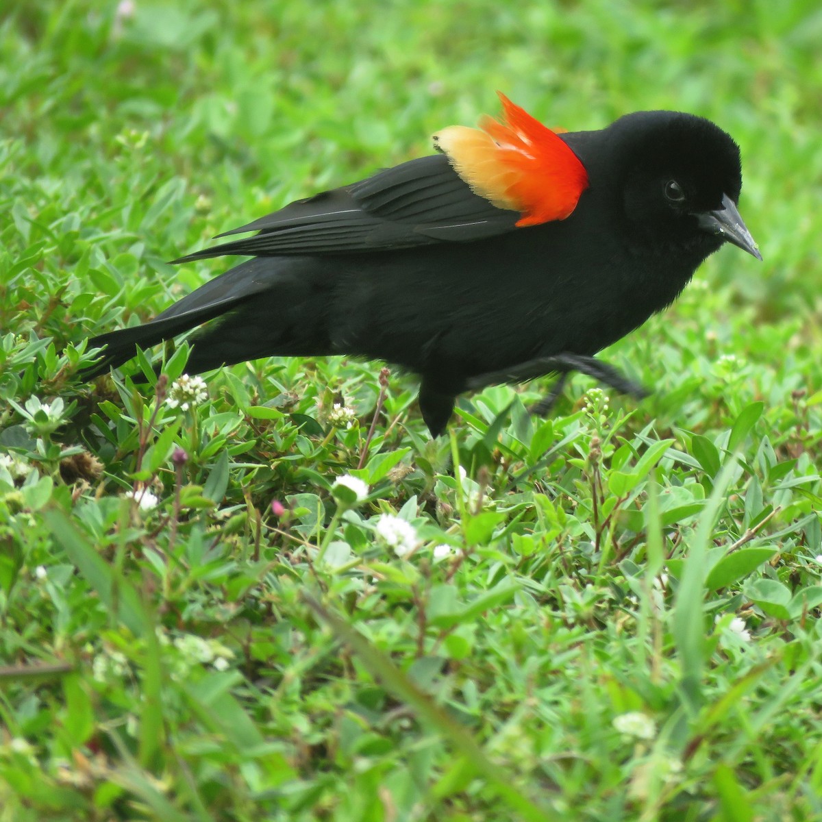 Red-winged Blackbird - ML146401121
