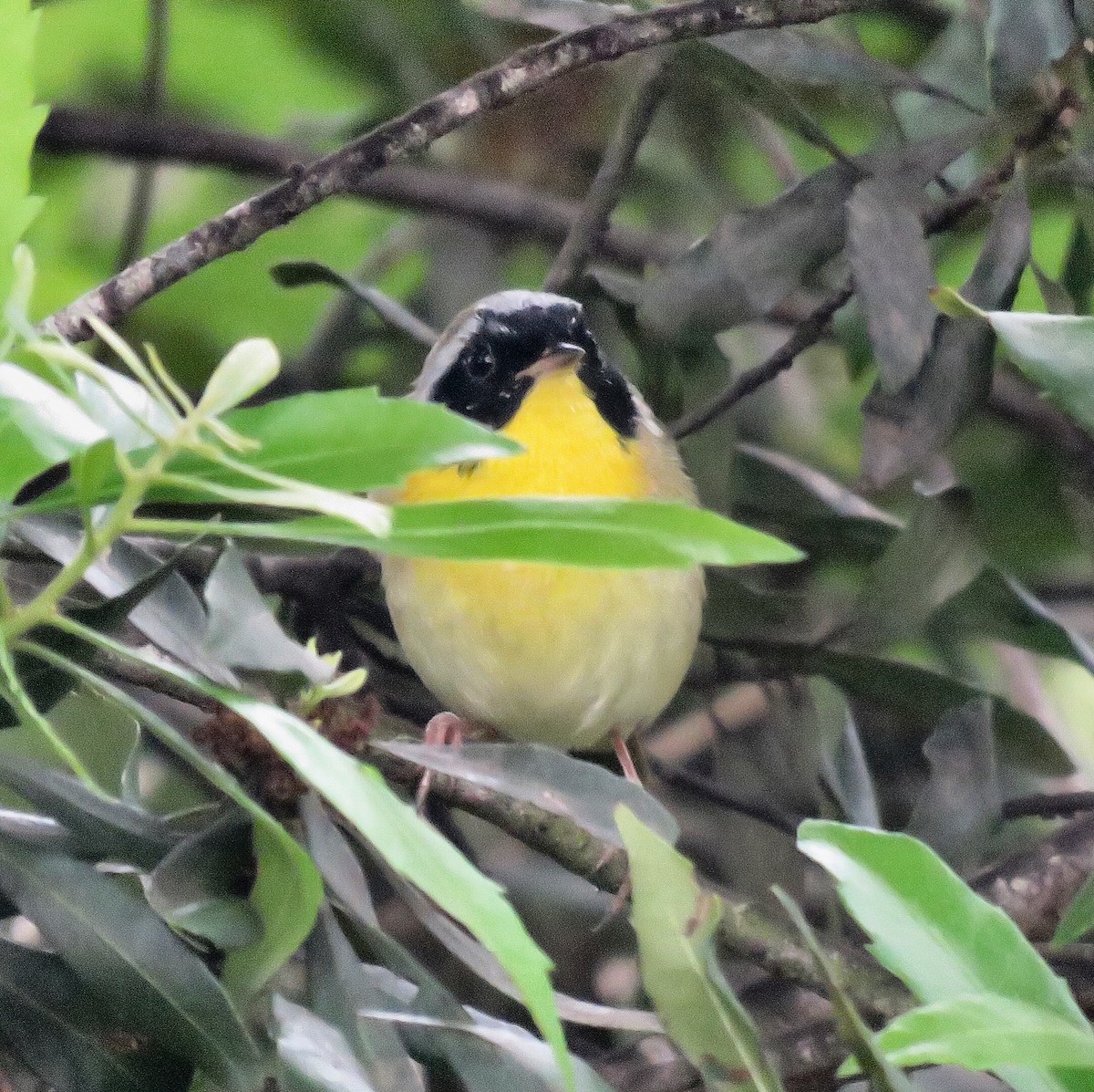 Common Yellowthroat - ML146401191