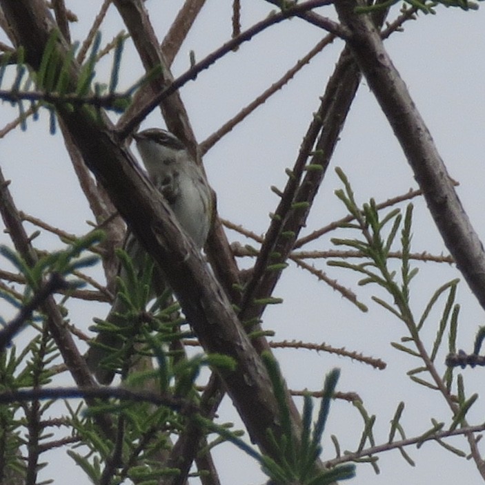 Yellow-rumped Warbler - ML146401431