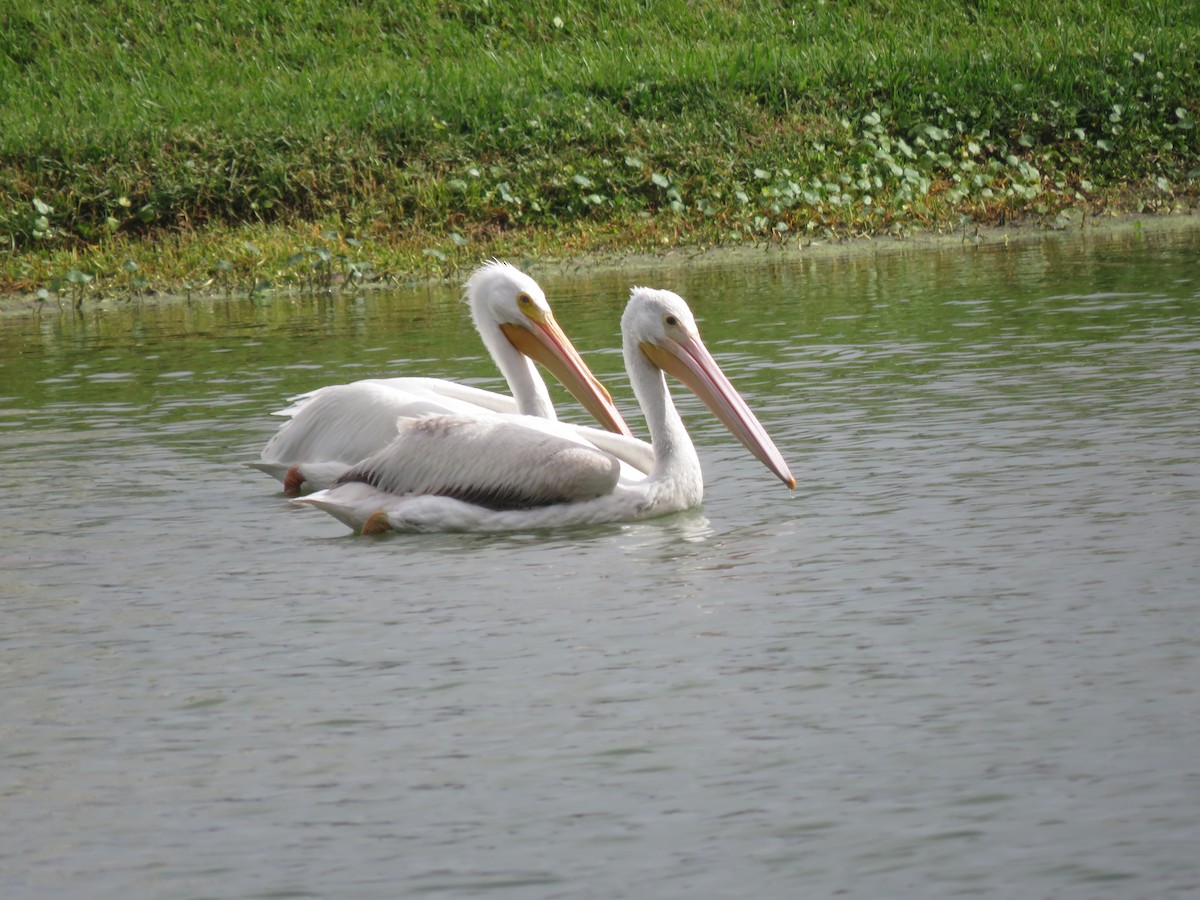 American White Pelican - ML146401701