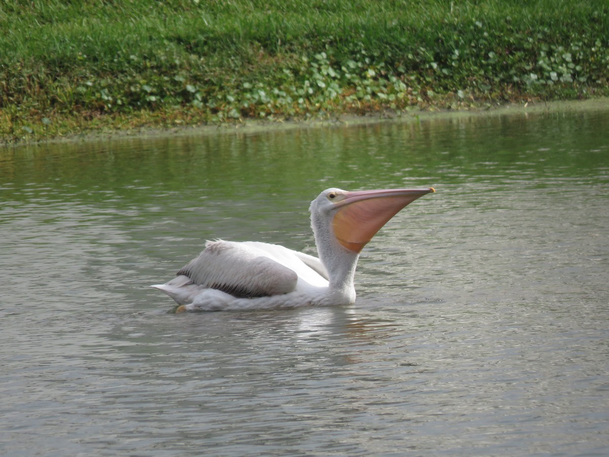 American White Pelican - ML146401711