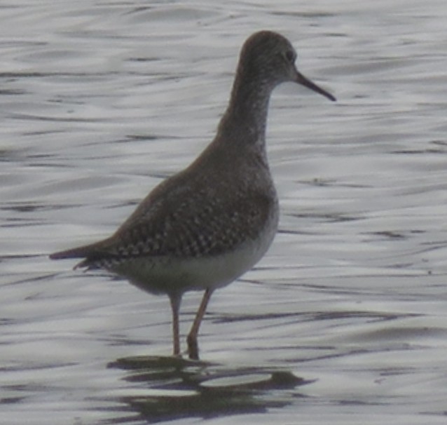 Lesser Yellowlegs - ML146401941