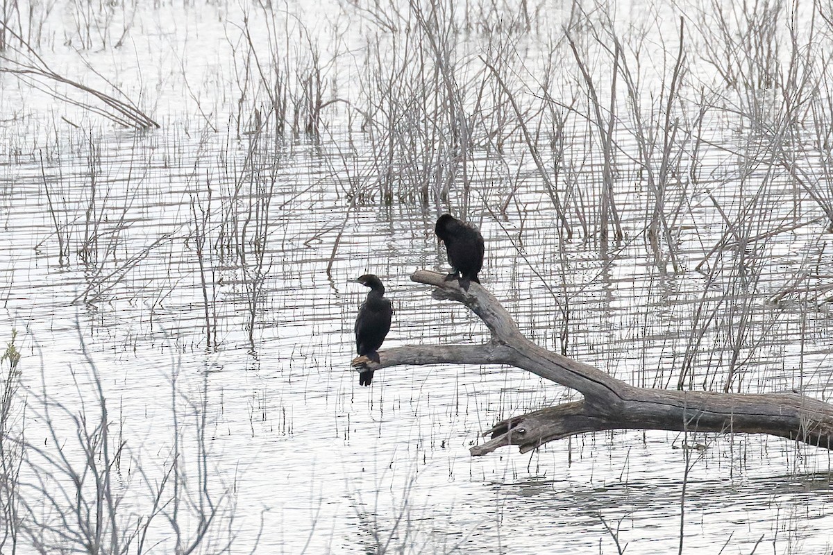 Neotropic Cormorant - ML146402111