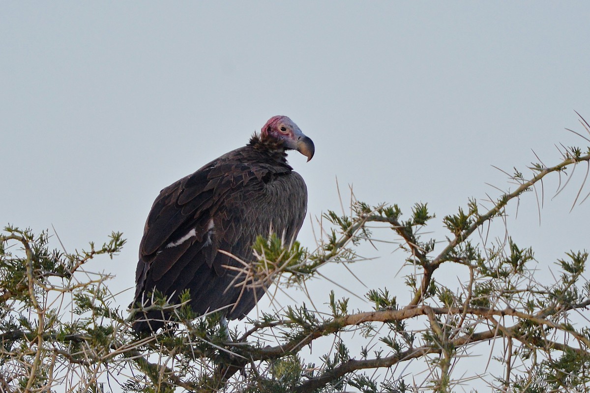 Lappet-faced Vulture - Gerald Friesen