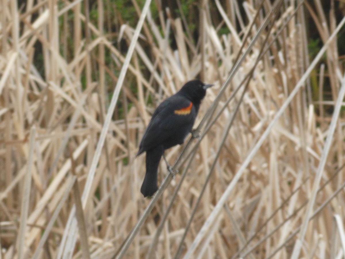 Red-winged Blackbird - ML146402231