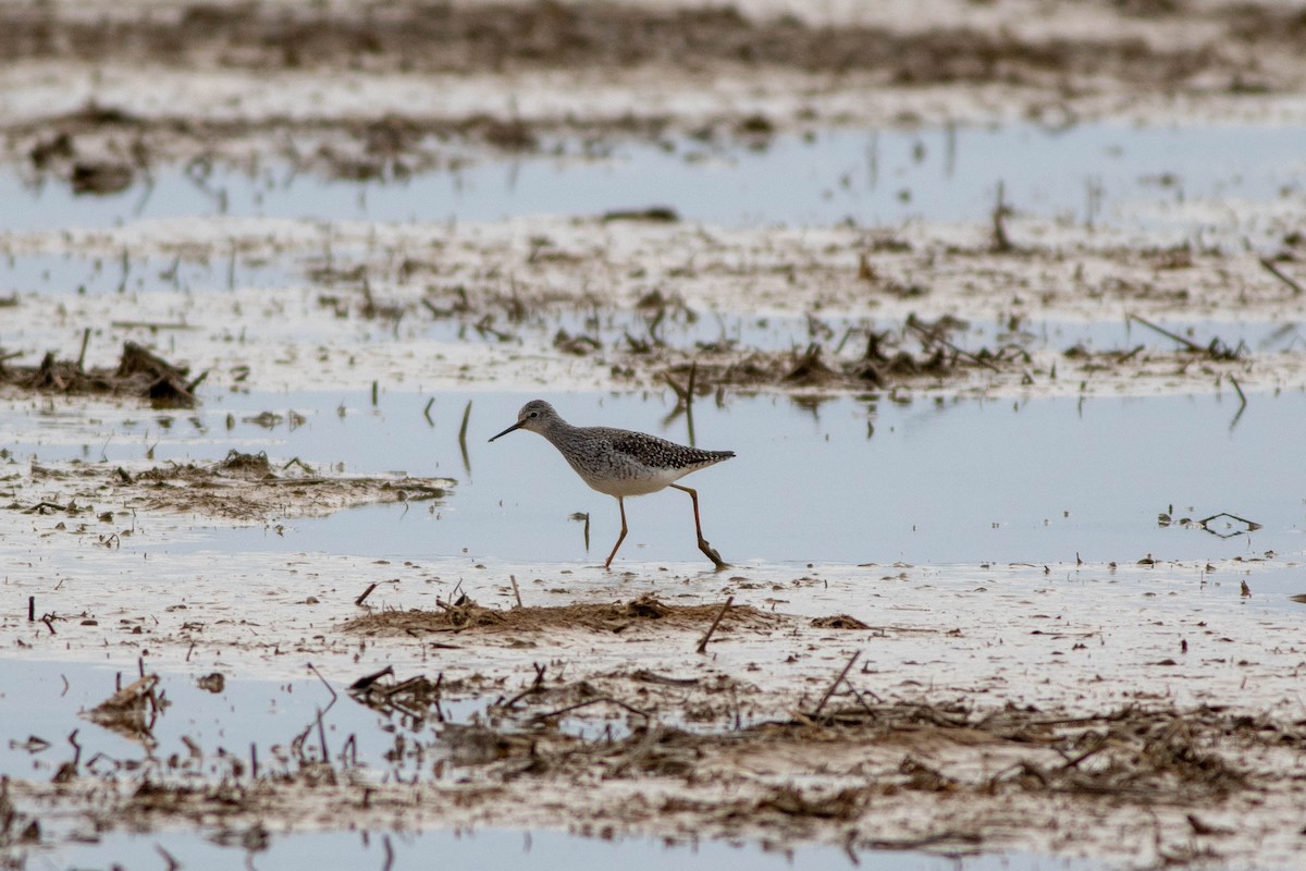 Lesser Yellowlegs - ML146404421