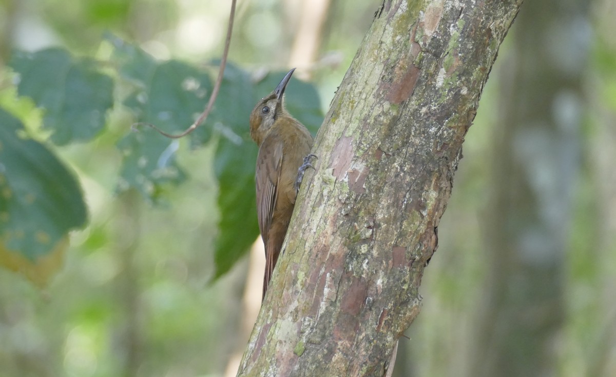 Plain-brown Woodcreeper - Jérôme Fischer