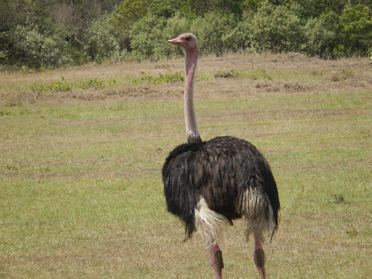Common Ostrich - Joshua Roth