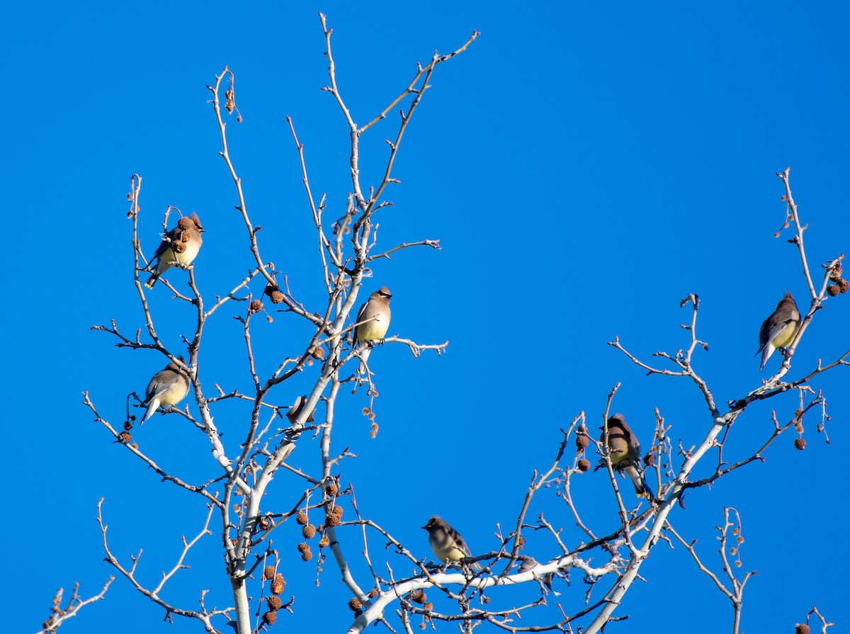 Cedar Waxwing - ML146409871