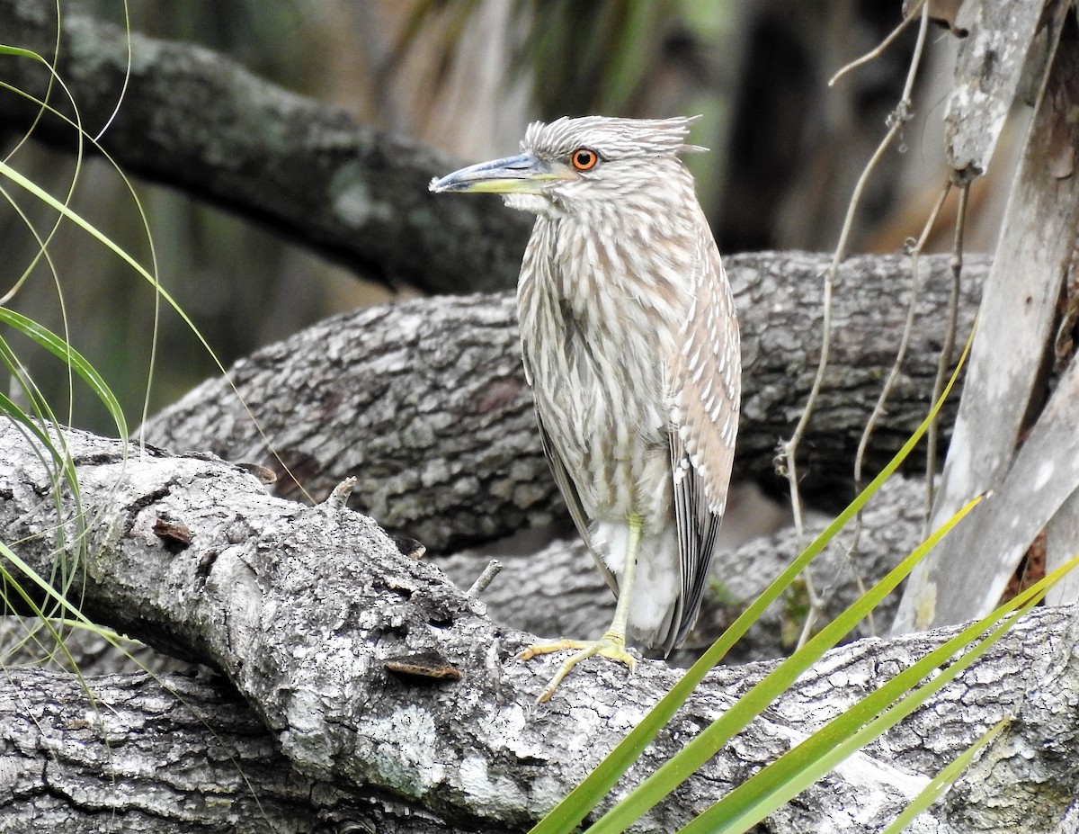 Black-crowned Night Heron - Sharon Wilcox