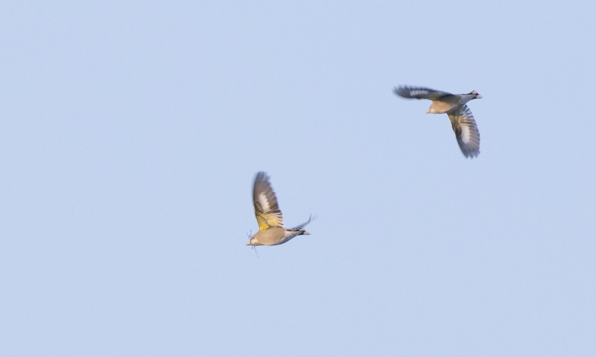 Evening Grosbeak - Steve Kelling