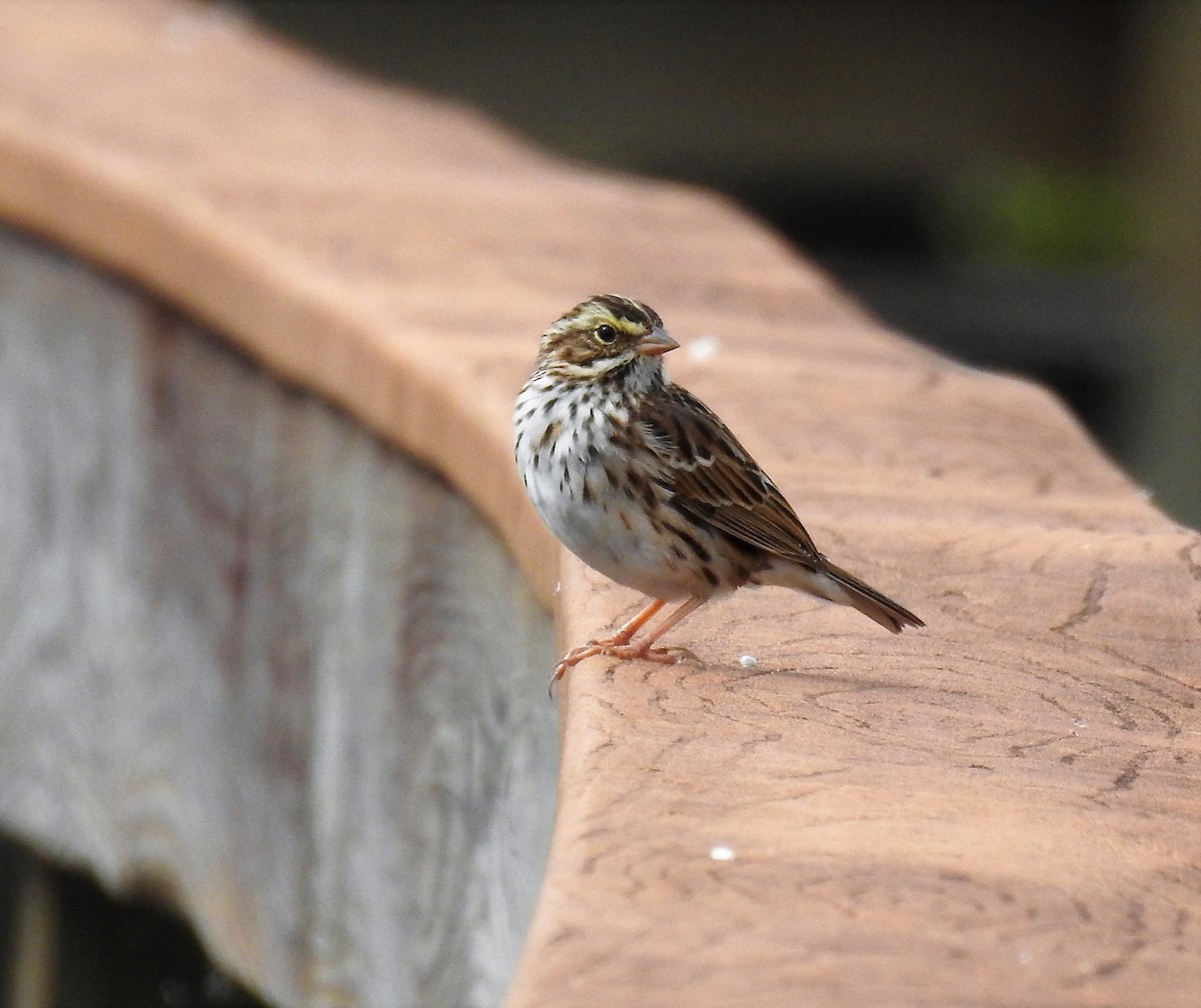 Savannah Sparrow - Sharon Wilcox