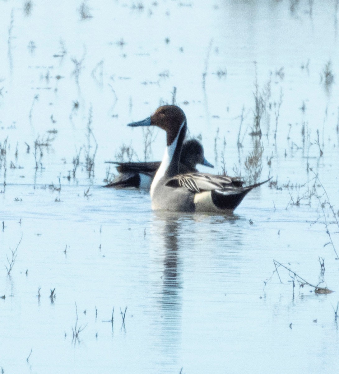 Northern Pintail - ML146412591