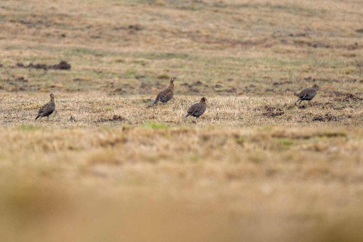 Black Grouse - ML146412731