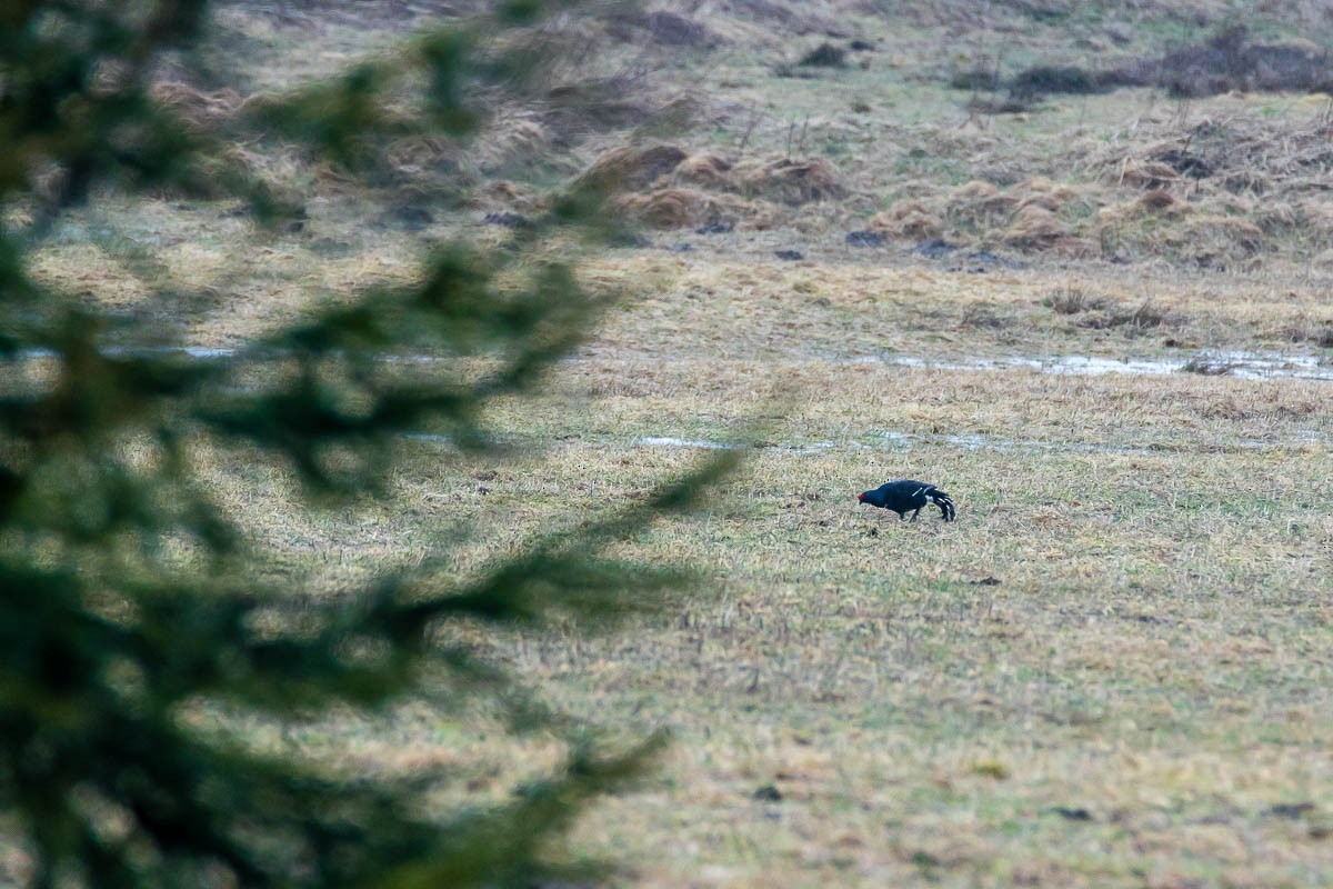 Black Grouse - Honza Grünwald