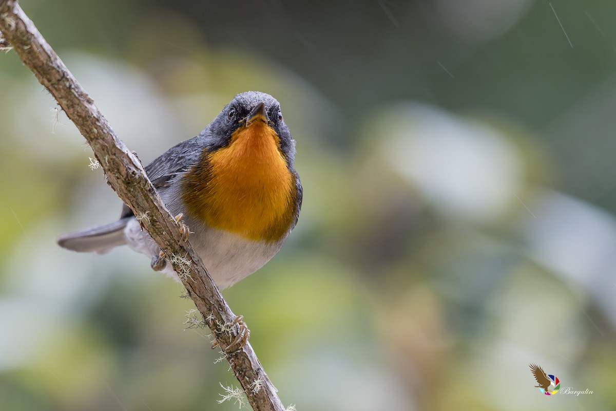 Flame-throated Warbler - ML146413161