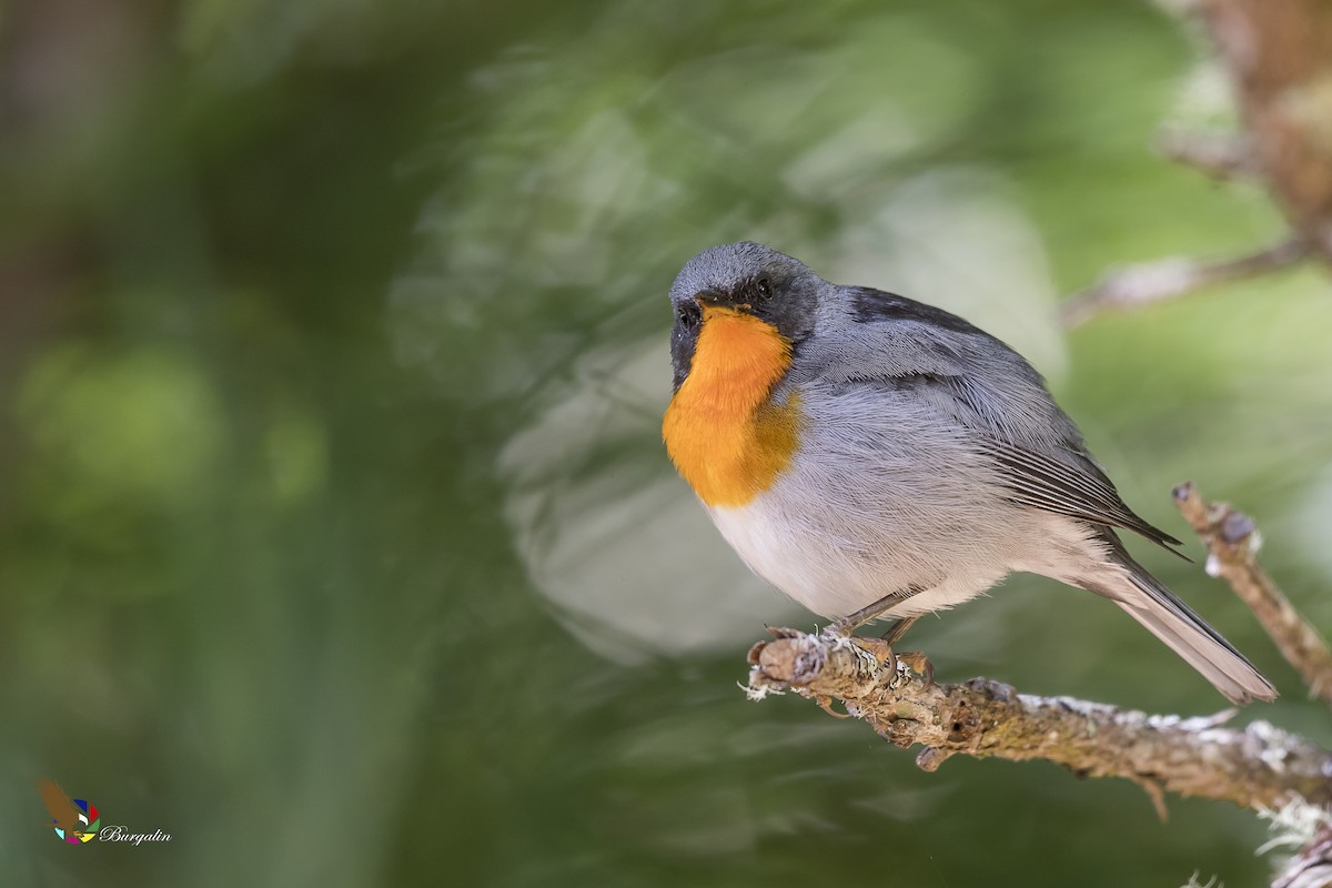 Flame-throated Warbler - fernando Burgalin Sequeria