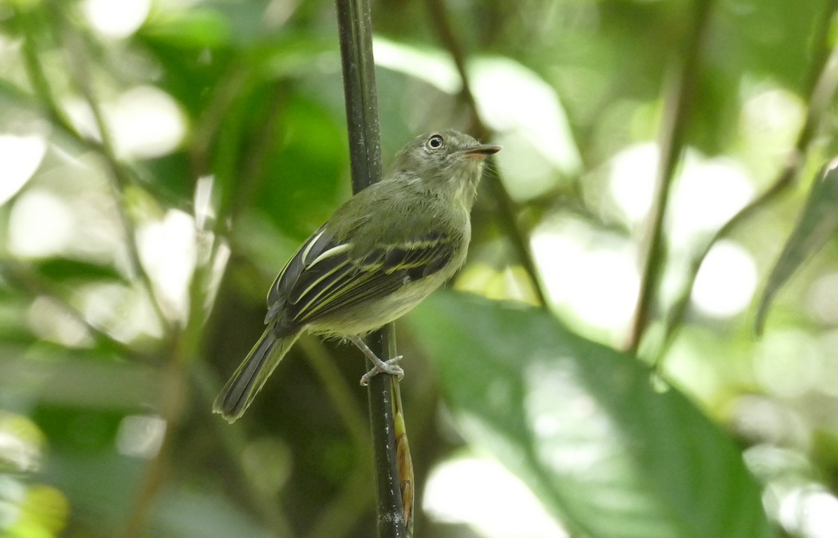 Snethlage's Tody-Tyrant - Jérôme Fischer