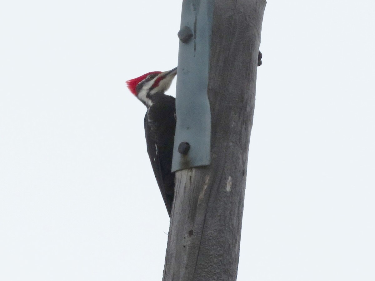 Pileated Woodpecker - Richard Staniforth