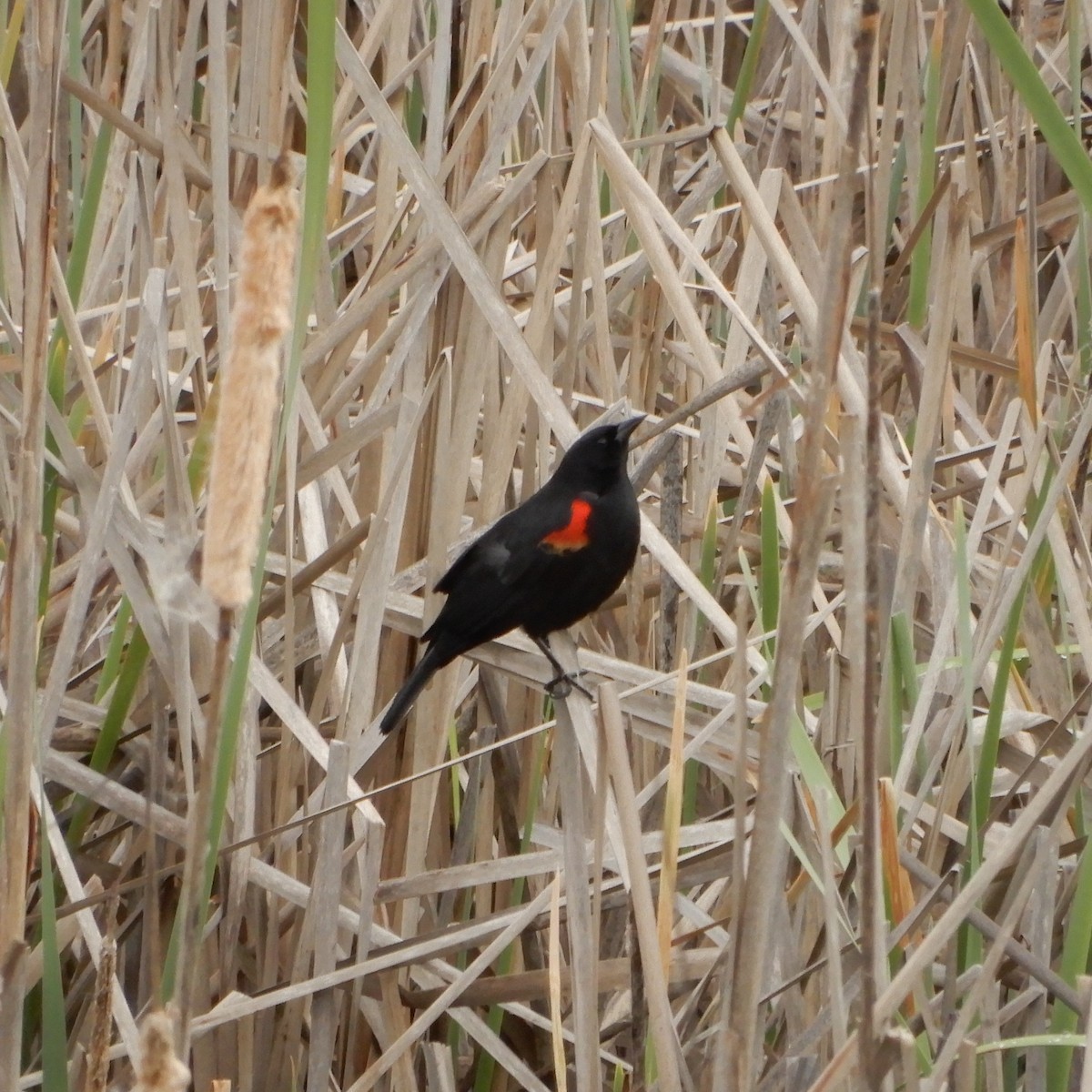Red-winged Blackbird - ML146415071