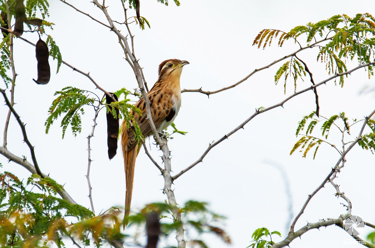 Striped Cuckoo - ML146417941