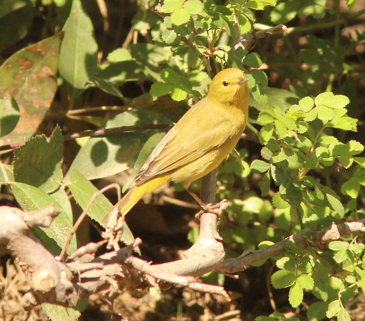 Orangefleck-Waldsänger (lutescens) - ML146418711