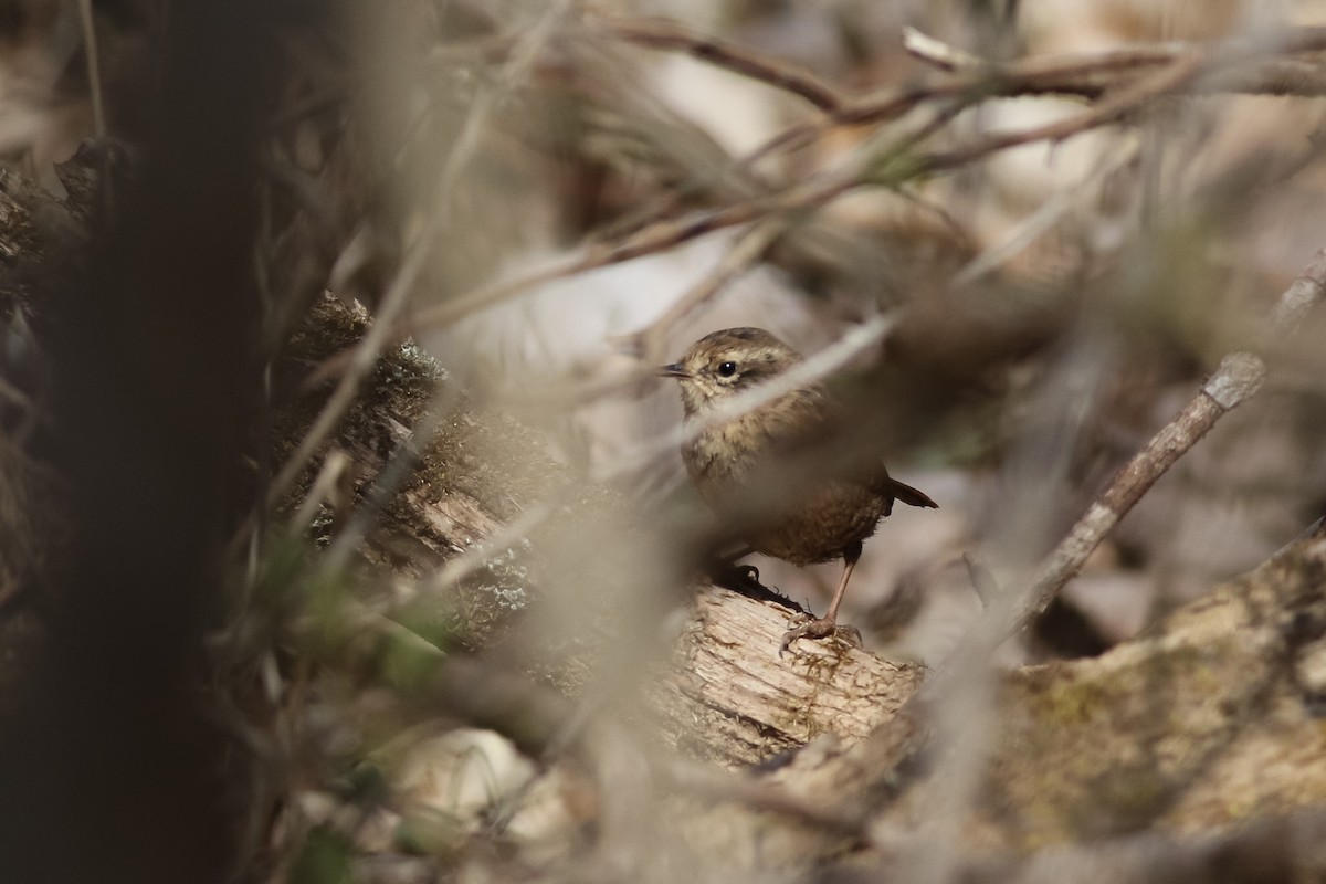 Winter Wren - ML146422981