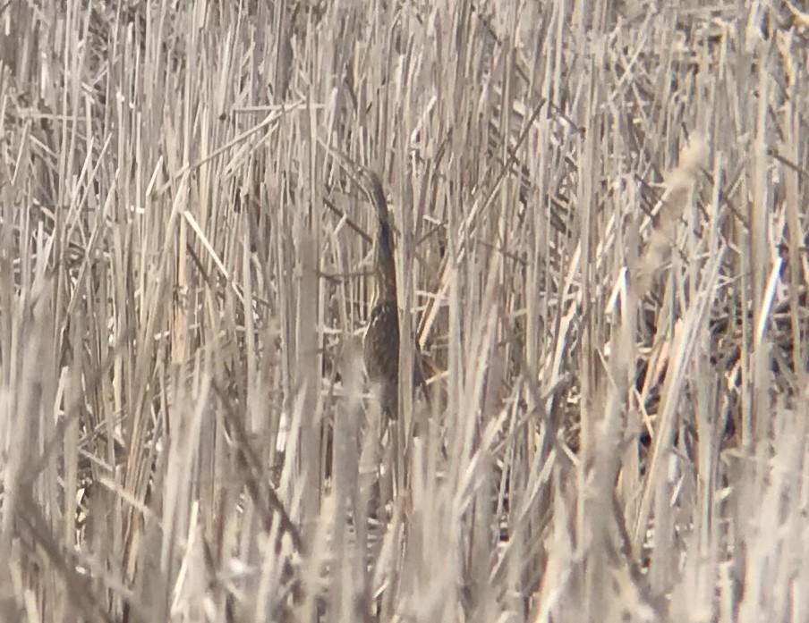 American Bittern - Amy Collins