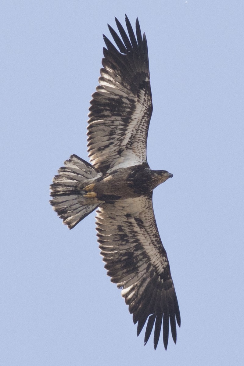 Bald Eagle - David Brown