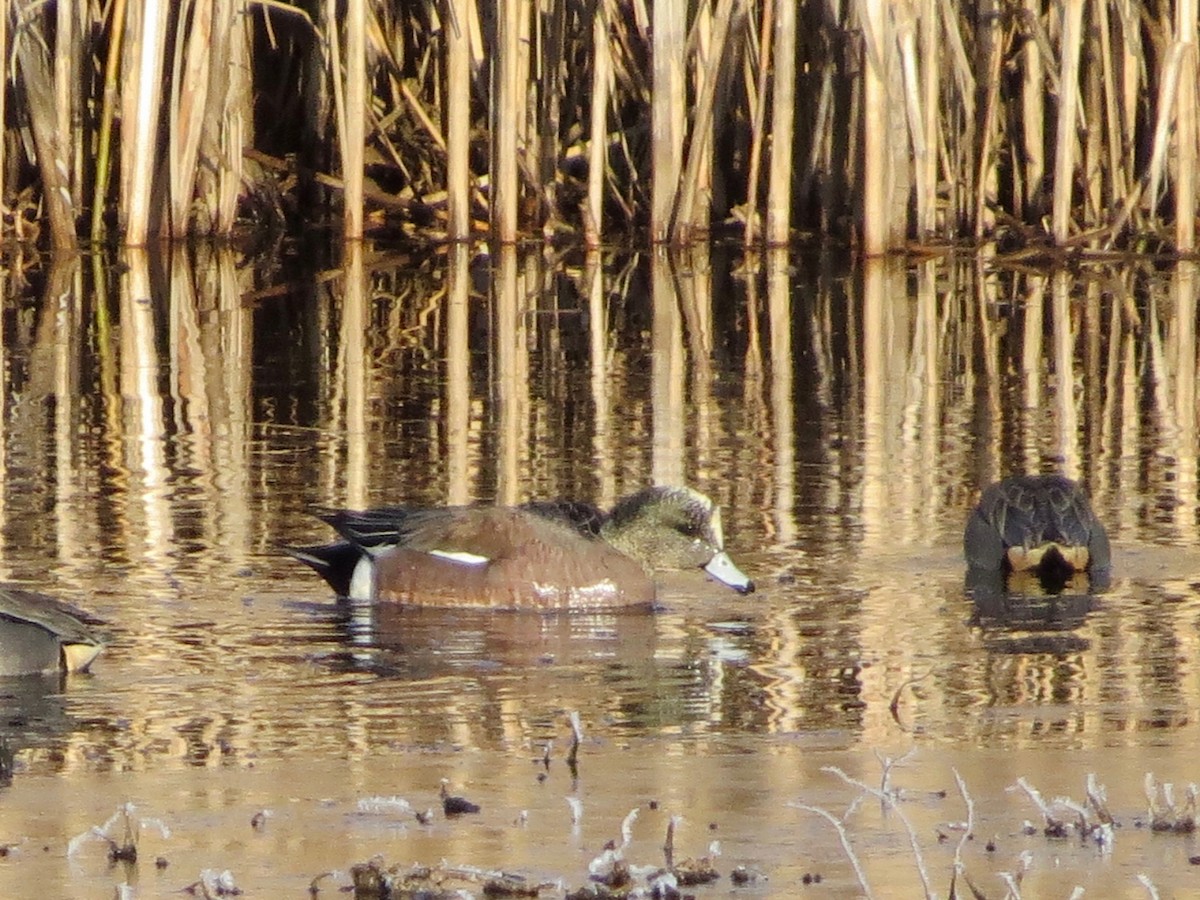 American Wigeon - ML146426471