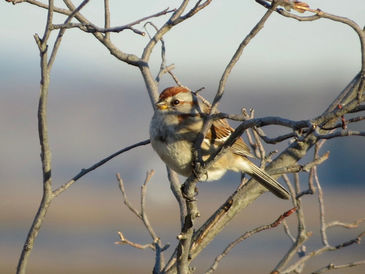 American Tree Sparrow - ML146426801