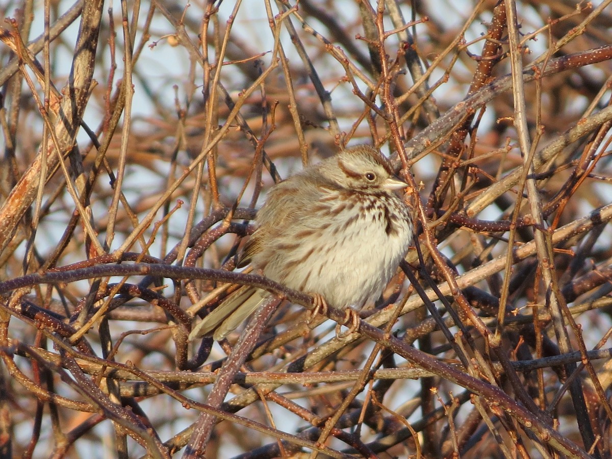 Song Sparrow - ML146426811