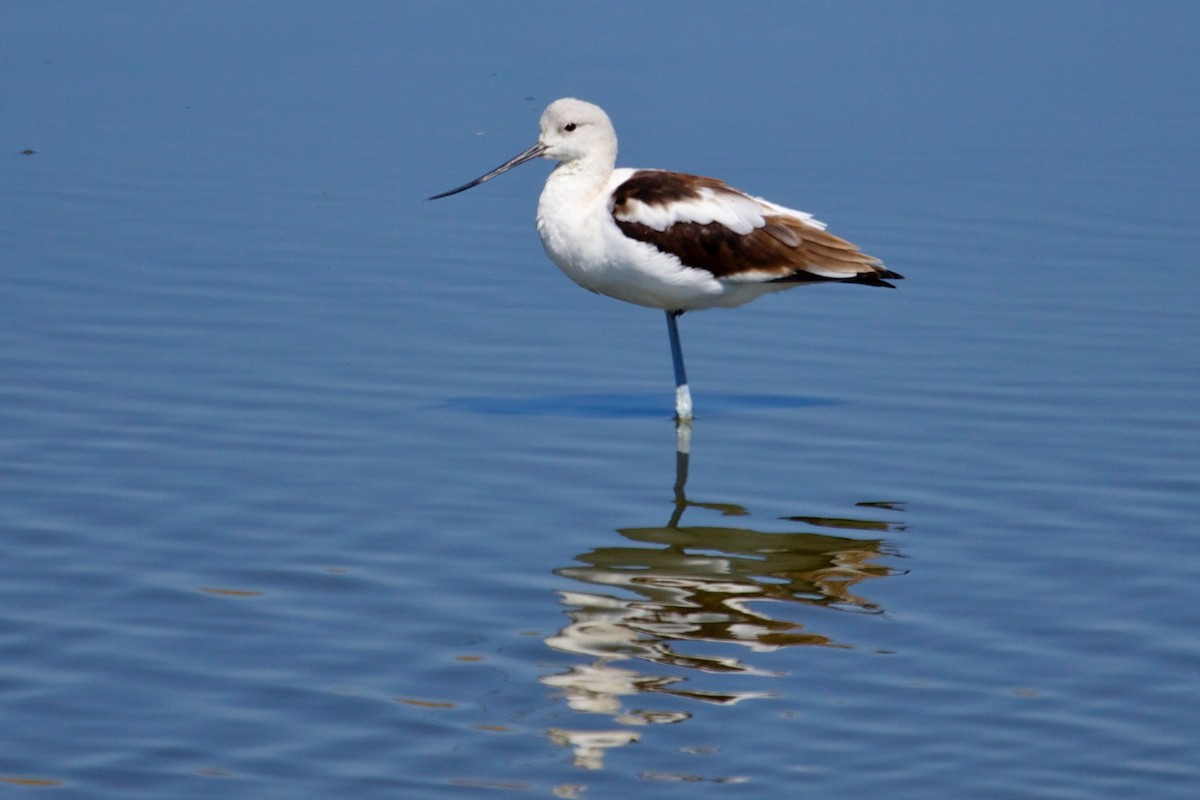 American Avocet - Rob O'Donnell