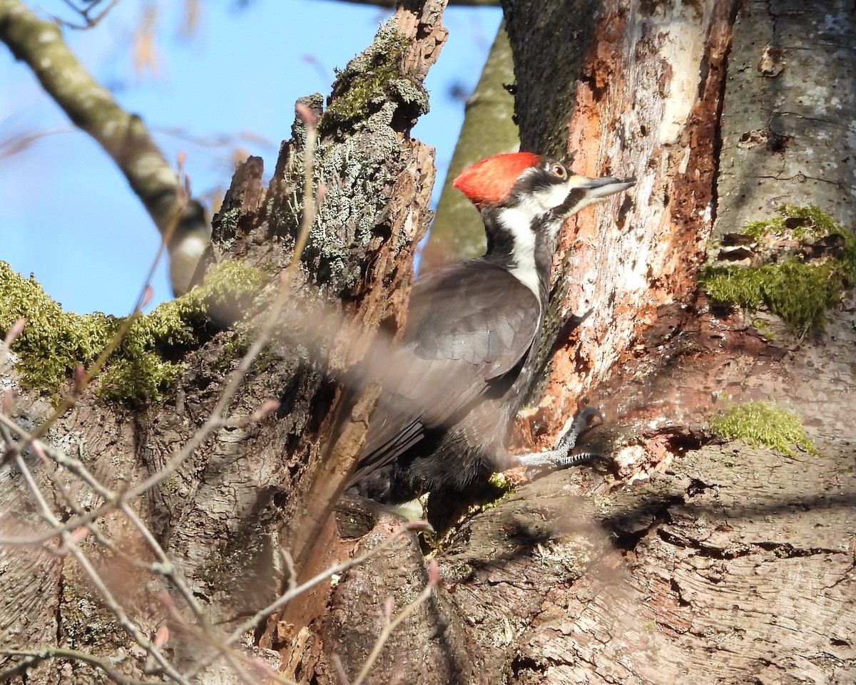 Pileated Woodpecker - ML146427441