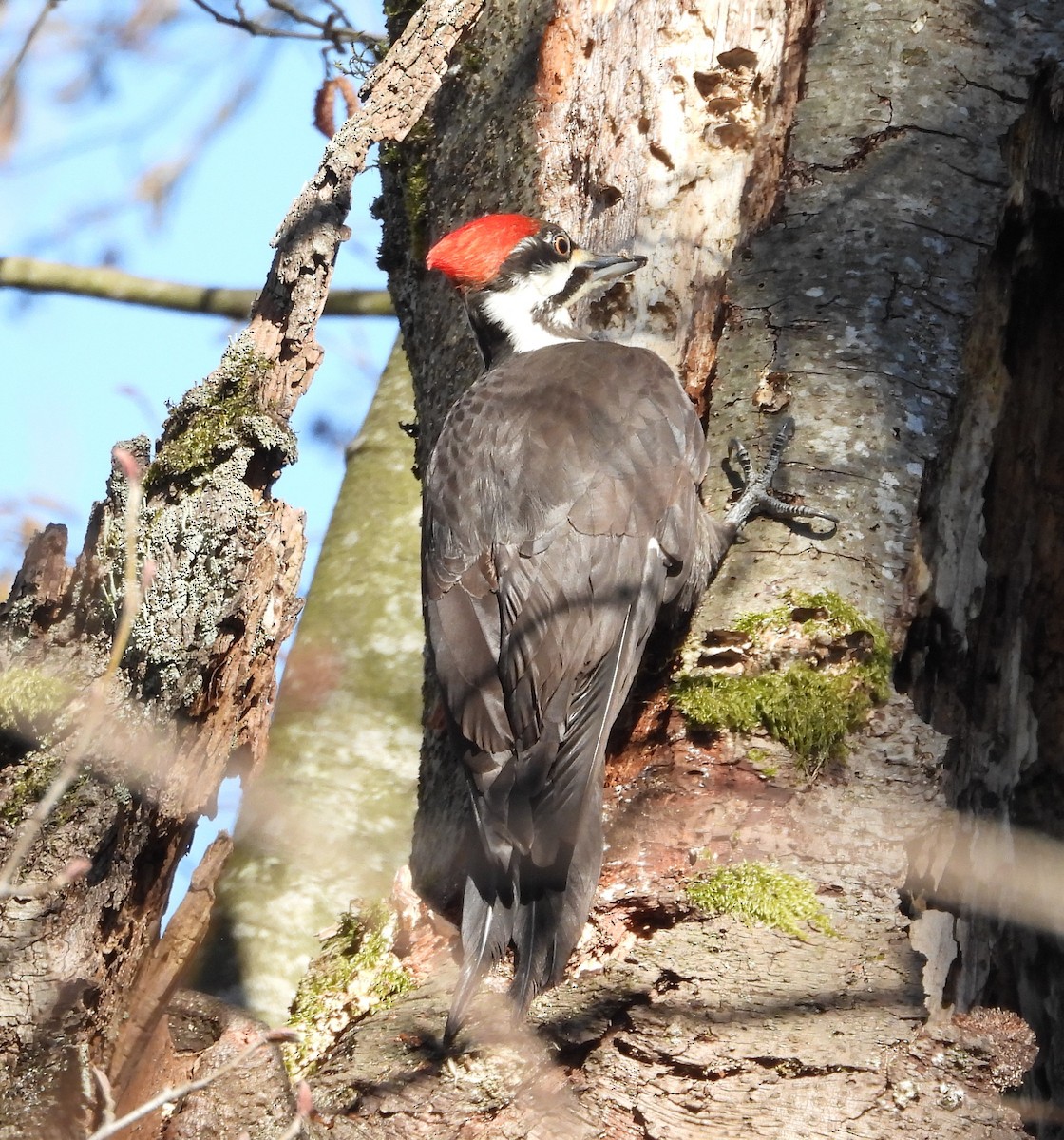 Pileated Woodpecker - ML146427451