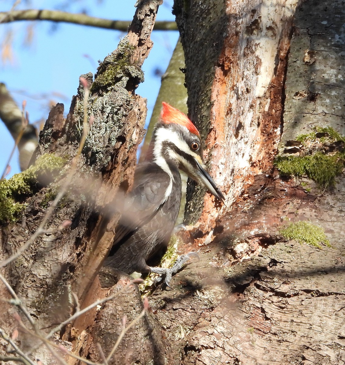 Pileated Woodpecker - ML146427471