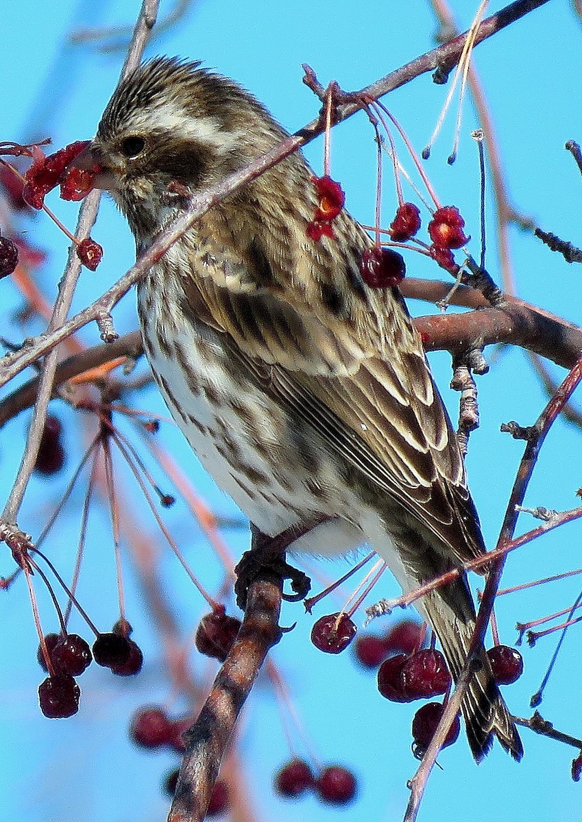 Purple Finch - ML146427731