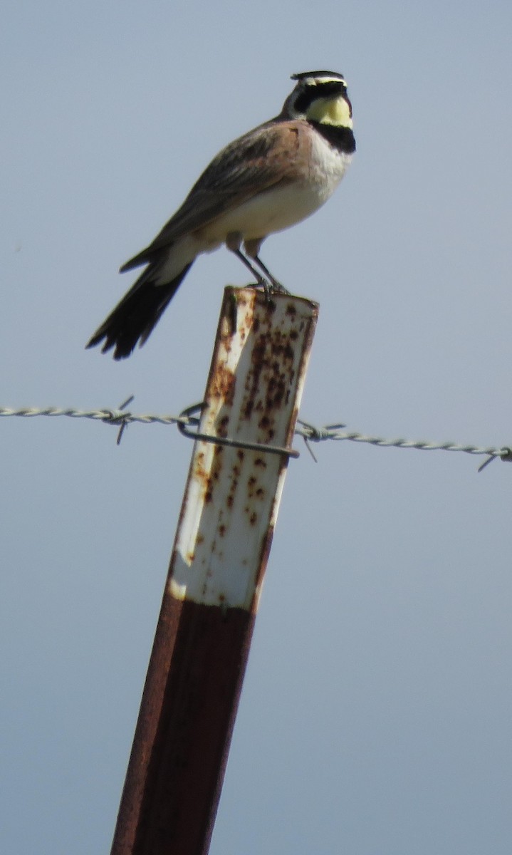 Horned Lark - ML146431041